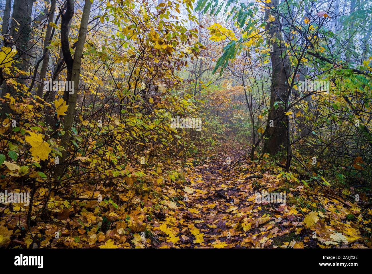 Deutschland, verzauberte bunte Wanderweg durch Ticket eines natürlichen Wald im Herbst Jahreszeit in neblige Stimmung Stockfoto