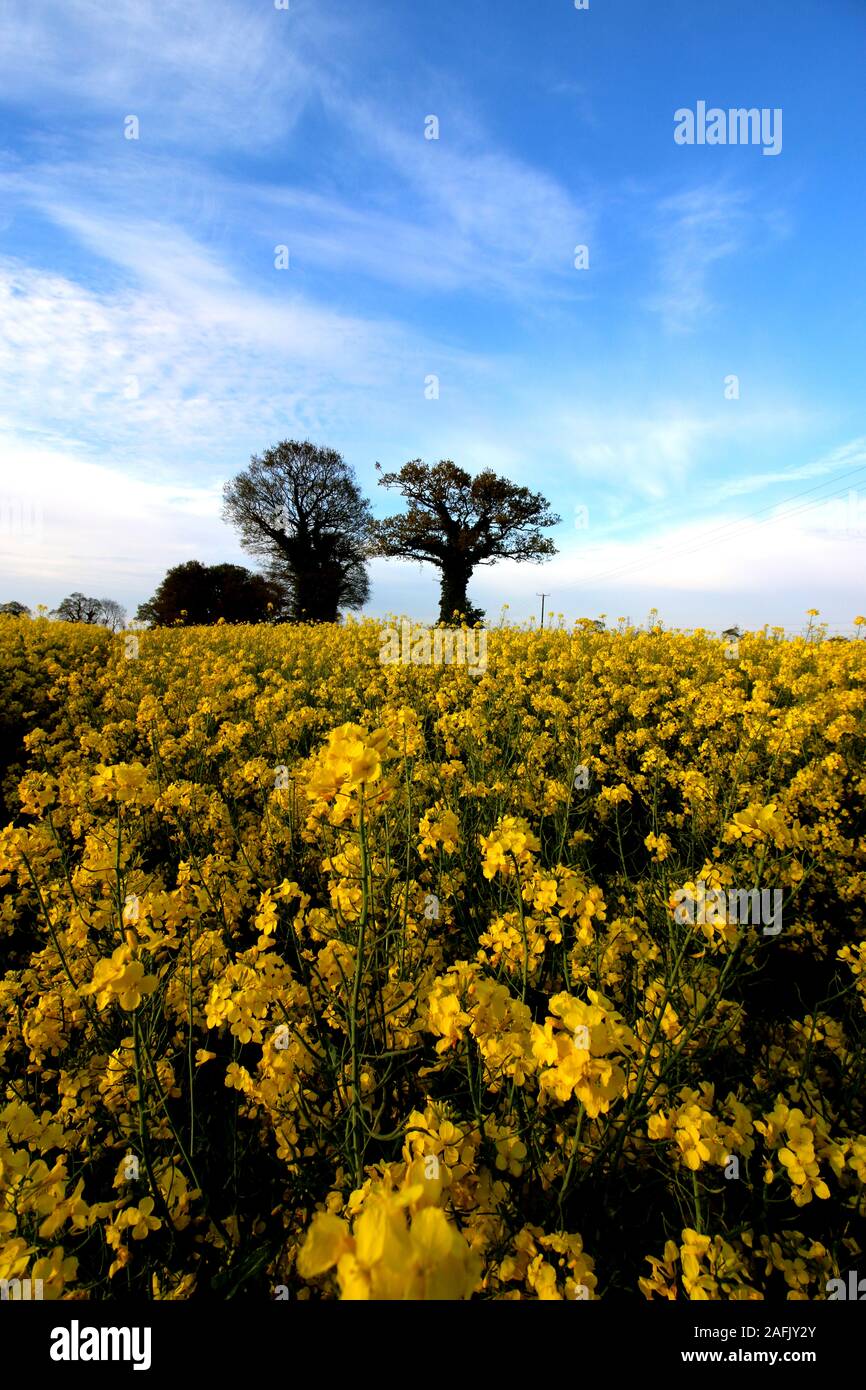 Bäume und Raps Stockfoto