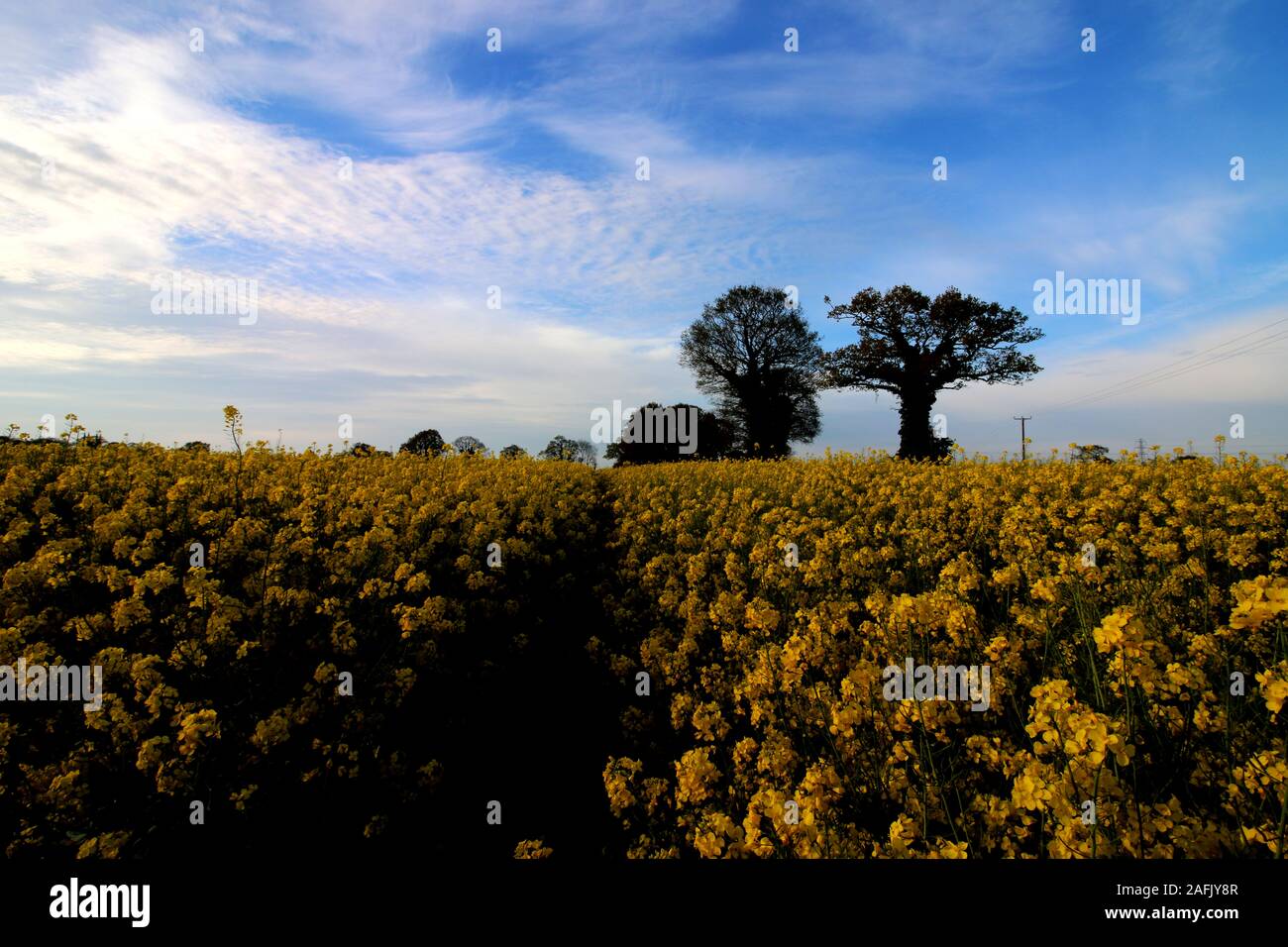 Bäume und Raps Stockfoto