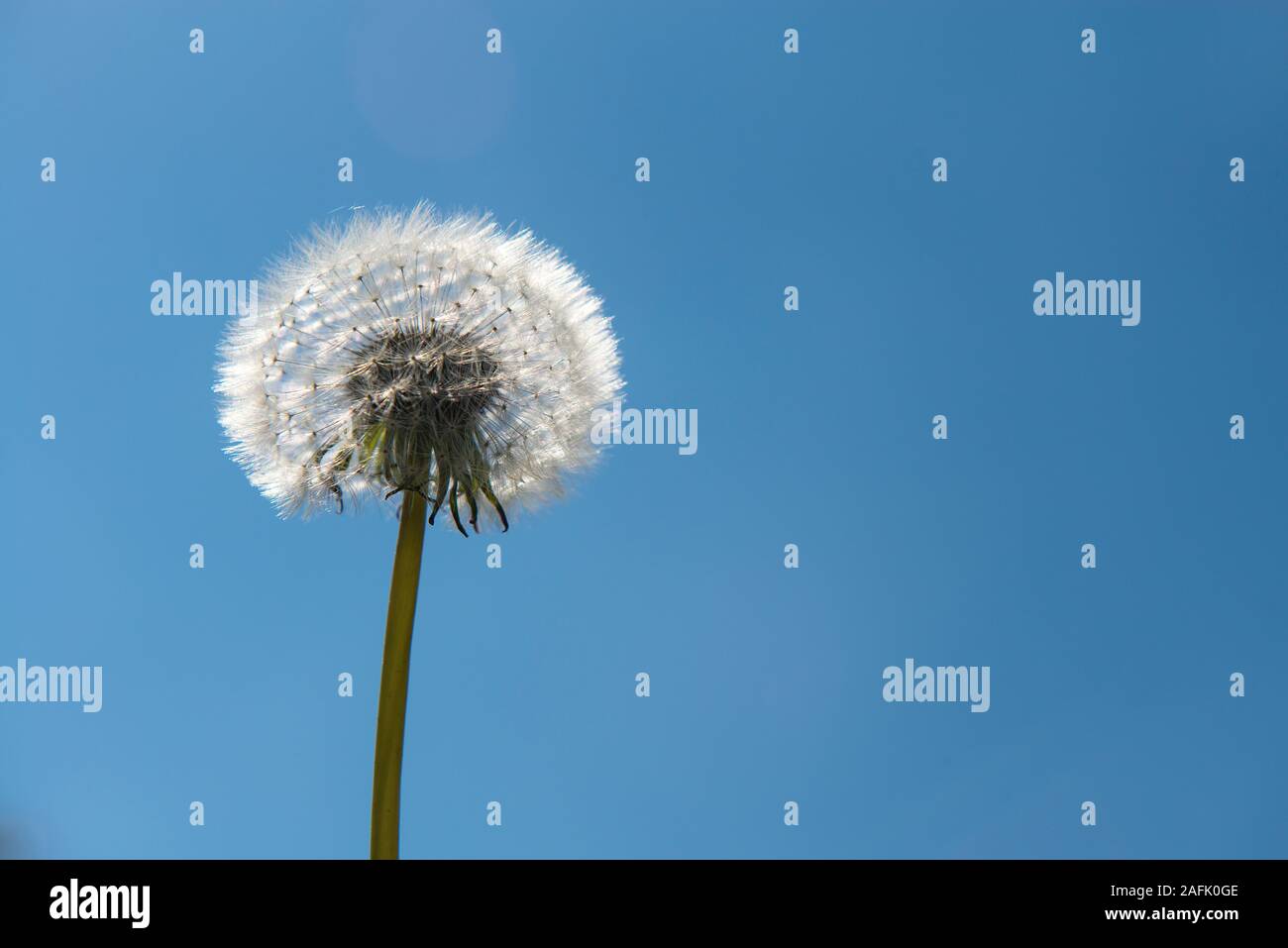 Löwenzahn Blowball Blume auf einen blauen Himmel mit Kopie Raum Stockfoto
