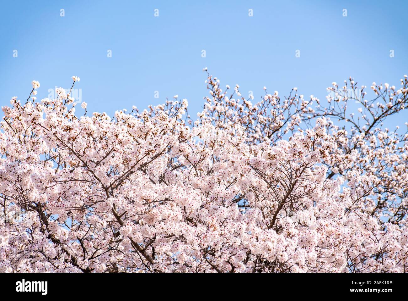 Die Kirschblüte (Sakura) mit Vögeln unter dem blauen Himmel in der Shinjuku Gyo-en Park in Tokio in Japan. Ein guter Platz für die Berufung im Frühjahr. Stockfoto