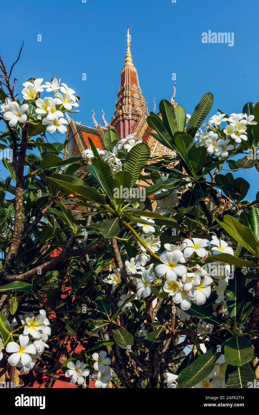 Wat Traeuy Kaoh Buddhist Temple & Flowering Frangipani Tree on Fish Island in der Nähe dieser alten kolonialen Hafenstadt, Kampot, Provinz Kampot, Kambodscha Stockfoto