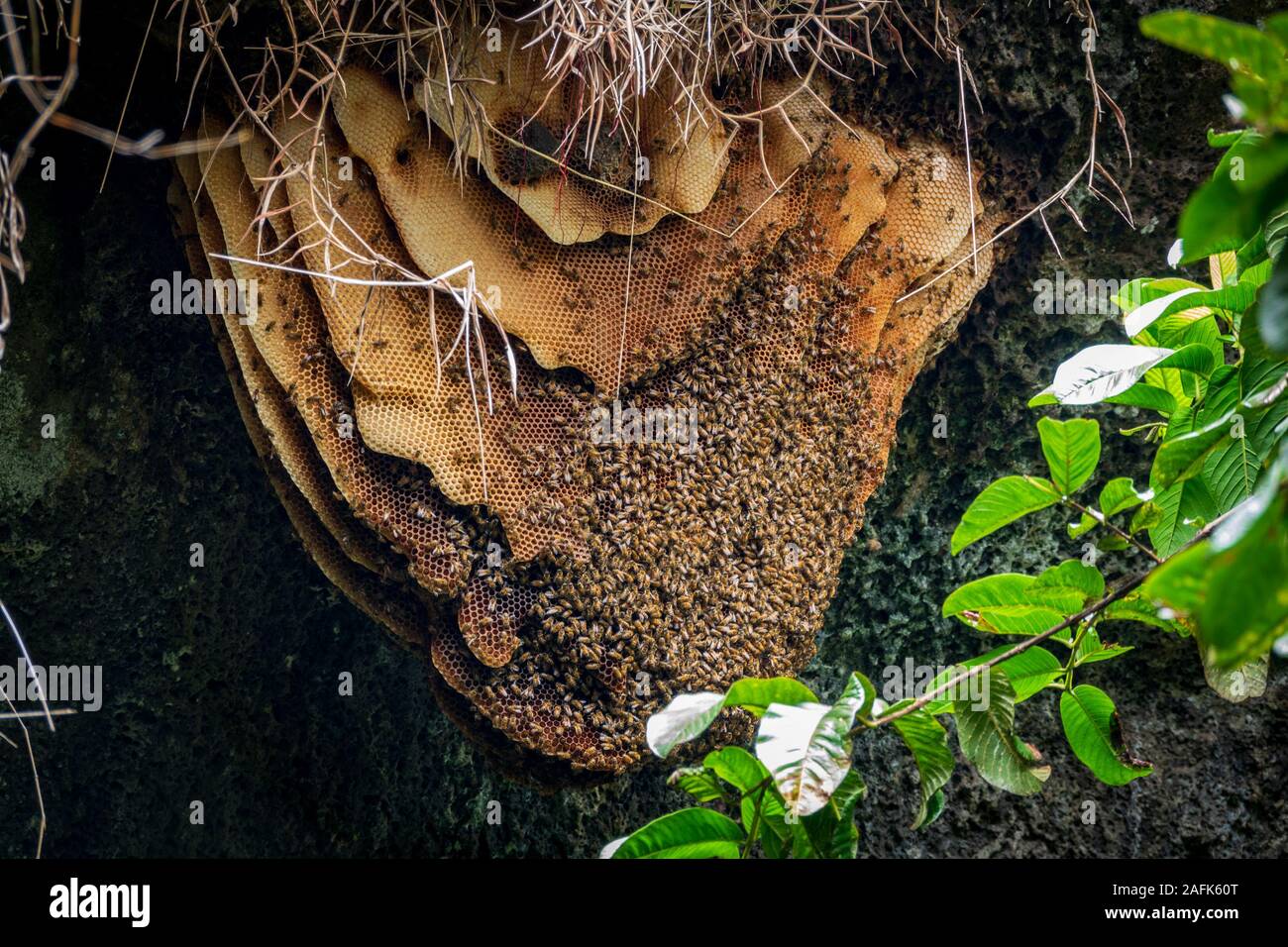 Wild Bienenstock mit Bienen hängen an der Höhle Dach Stockfoto