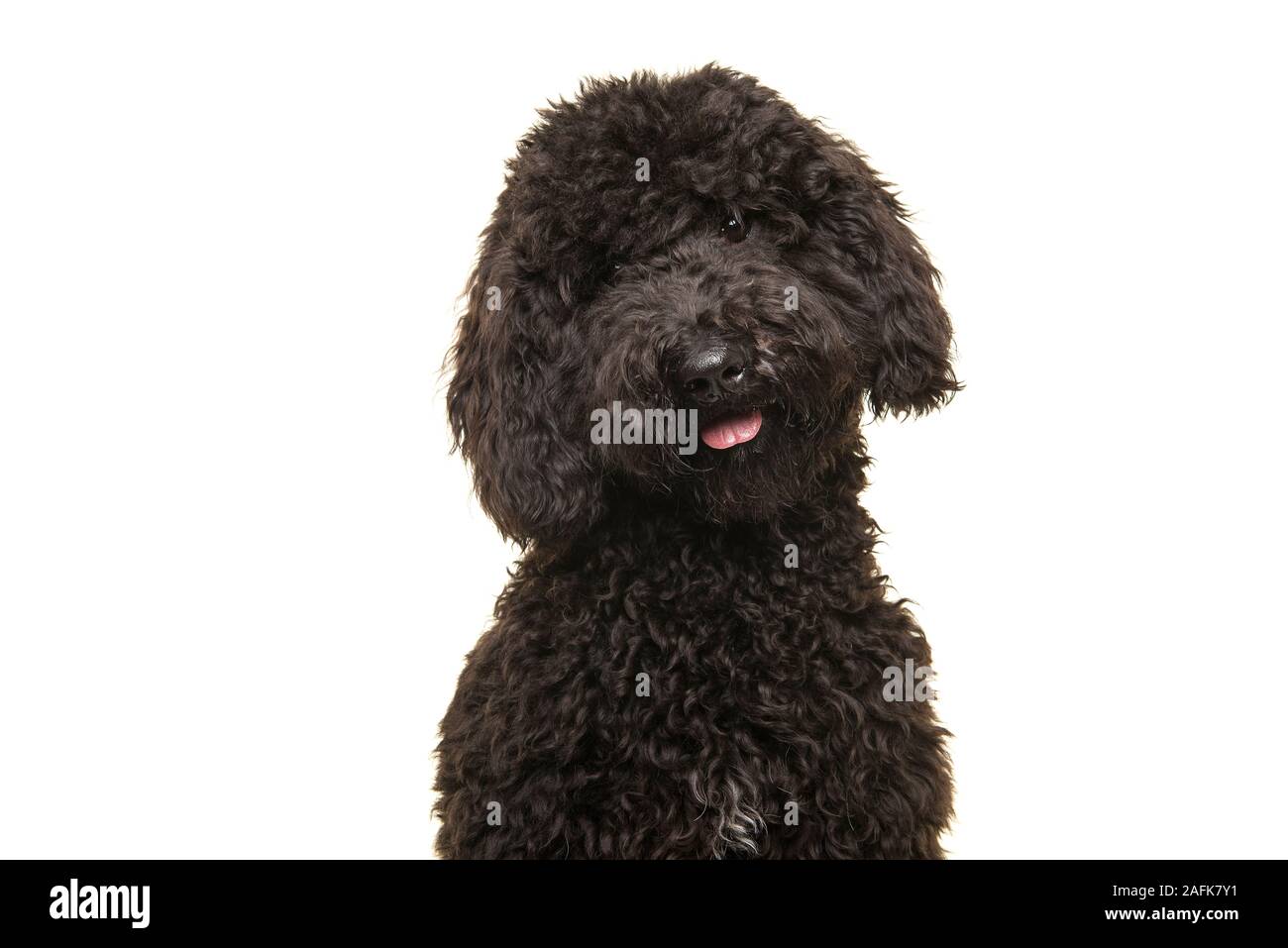 Porträt einer gekräuselte schwarze labradoodle Hund an der Kamera auf einem weißen Hintergrund suchen Stockfoto