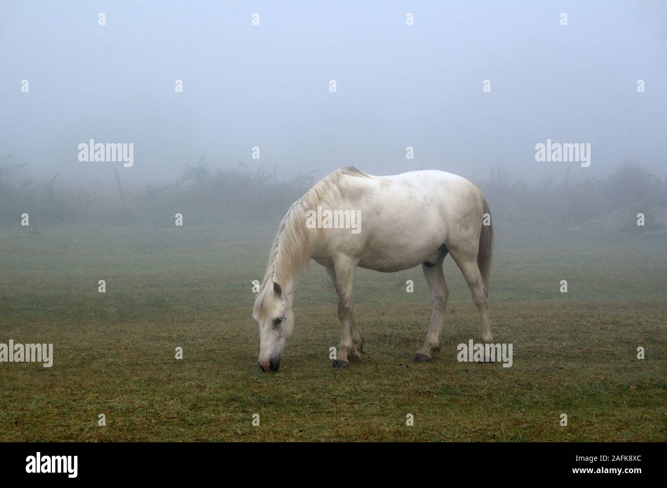 Einzelne weisse Camargue Pferd Weiden auf Misty Frühling Morgen in der Camargue Parc Régional Natruel oder Naturschutzgebiet Camargue Provence Frankreich Stockfoto