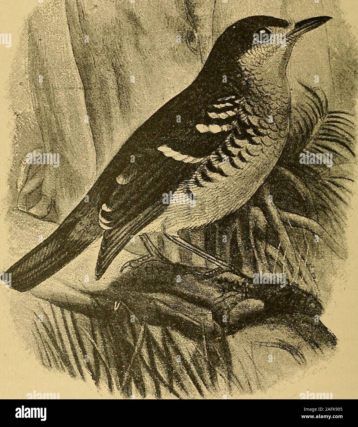 . Wanderungen von einem Naturwissenschaftler im östlichen Archipels; eine ausführliche Reise- und Erforschung von 1878 bis 1883. rivedis unbekannt; aber es kann kaum Zweifel daran, dass Sie durch den Unfall von Schiffbruch vor brachte Havebeen oder durch Design. Sie müssen auf dem Commehjna Weiden und auf die Blätter des lowshrubs, denn es gibt kein Gras zu finden; und sie müssen oft, bin ich sicher, für Wasser gedrückt werden in der trockenen Jahreszeit zu trinken. Es wurden keine kängurus gesehen oder in einer der Inseln gehört, aber eine kleine Arten von Maus - wie Säugetier, von denen ich wasunable ein Exemplar zu fangen, kann eine Perameles oder Springen - mousc. Der Nager Stockfoto