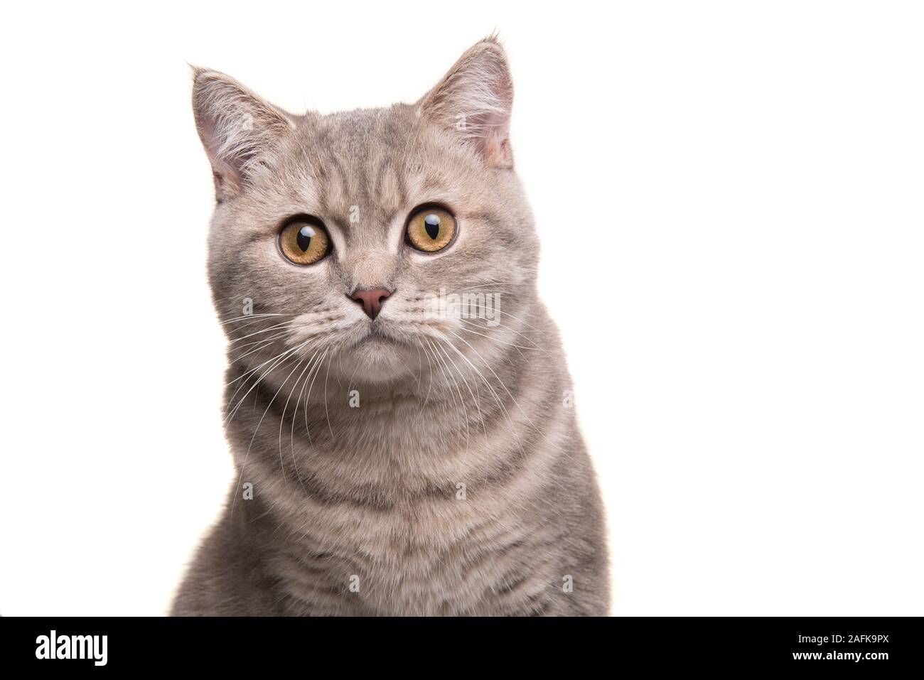 Porträt eines hübschen silber tabby Britisch Kurzhaar Katze in die Kamera auf einem weißen Hintergrund suchen Stockfoto