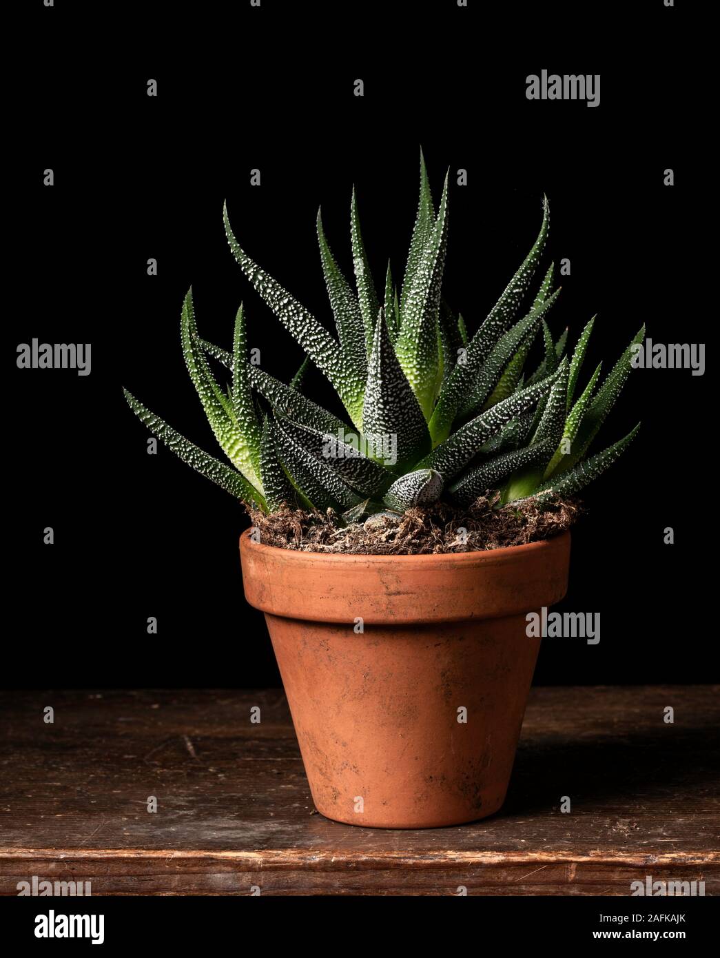 Haworthia fasciata sukkulente Pflanze in kleinen Tontopf Stockfoto