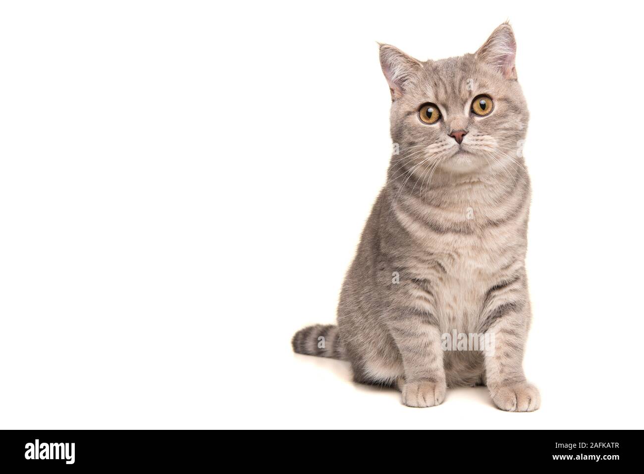 Recht silber tabby Britisch Kurzhaar Katze in die Kamera auf einem weißen Hintergrund suchen Stockfoto