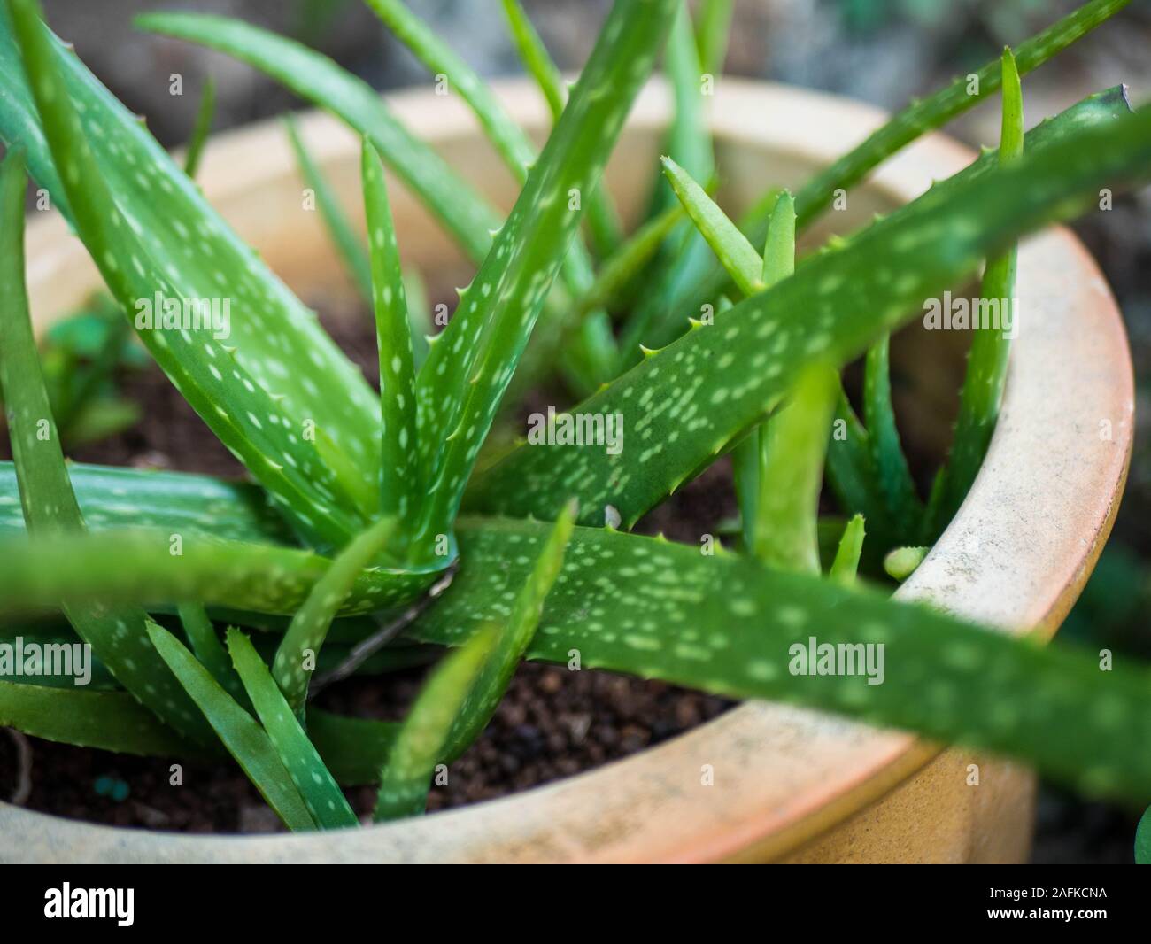 Aloe vera in einer Vase Stockfoto