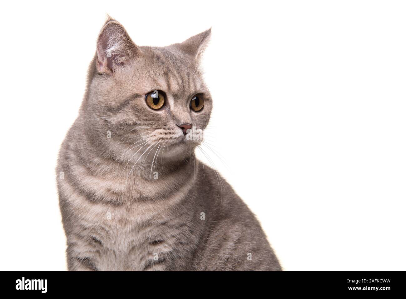 Porträt eines hübschen silber tabby Britisch Kurzhaar Katze zur Seite auf weißem Hintergrund suchen Stockfoto