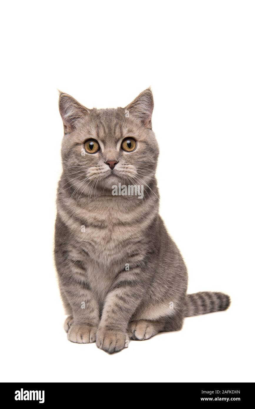 Recht silber tabby Britisch Kurzhaar Katze in die Kamera auf einem weißen Hintergrund in einer vertikalen Bild isoliert auf der Suche Stockfoto