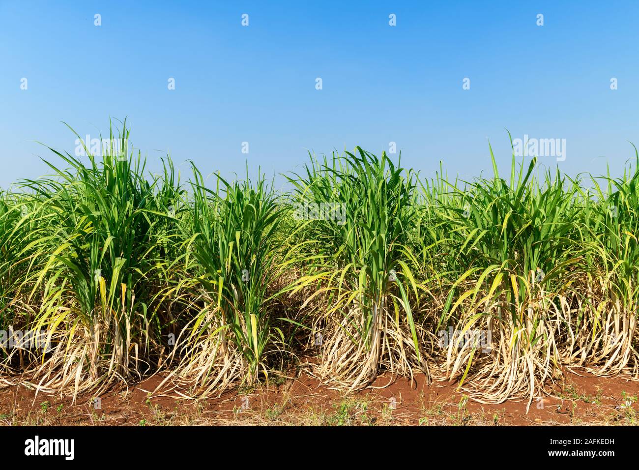 Zuckerrohr Feld mit blauer Himmel, Produkt von Zucker Stockfoto