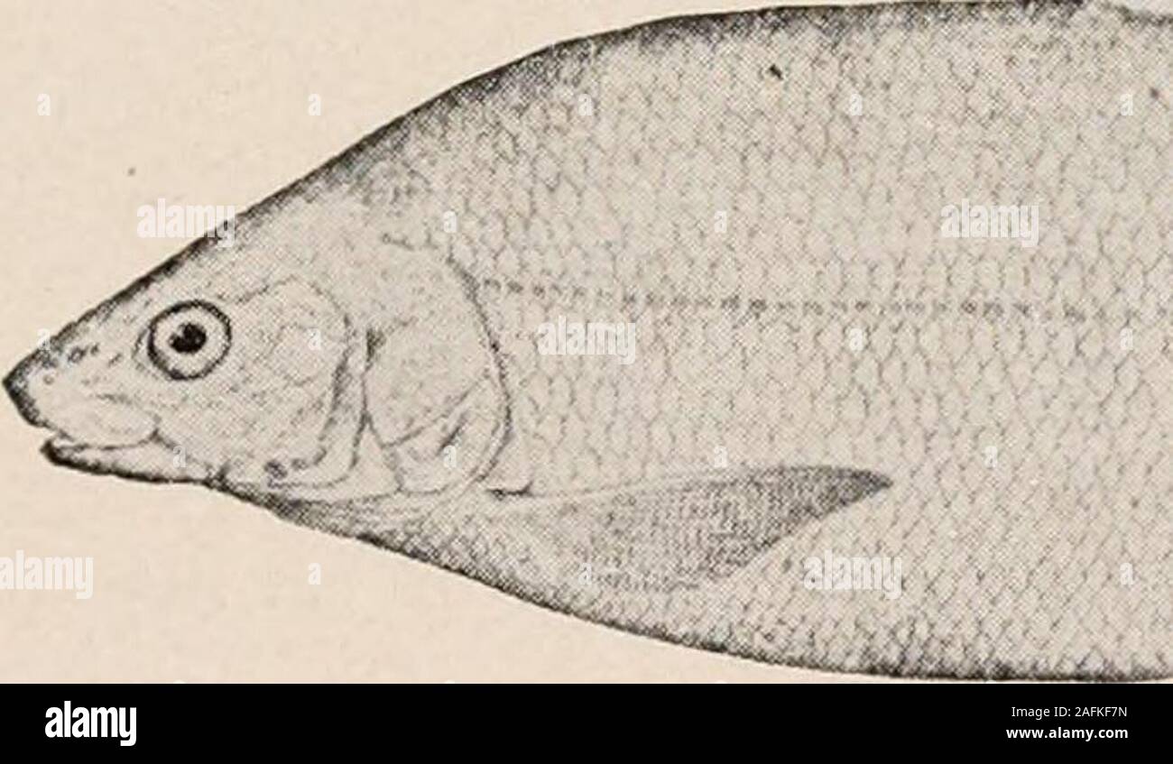 . Einführung in die Zoologie; ein Leitfaden für die Untersuchung von Tieren, für die Verwendung von weiterführenden Schulen;. op Abb. 212. - Salmofario. ct. Ich, Fettgewebe Schmieröl der Becken- fin; ein, Anus; c./, caudalfin; d. /. 1, erste Rückenflosse; d.f. ?, Zweite dorsalen oder fettflosse: I./, seitliche Linie; op, operculum; pct f, Brustflosse; pv.f, Becken- fin; v. f, Bauchflosse. AfterJardine. Die Forelle, von denen gibt es eine Anzahl von Arten auf bothcontinents, kommerziell viel weniger wichtig als das. Stockfoto