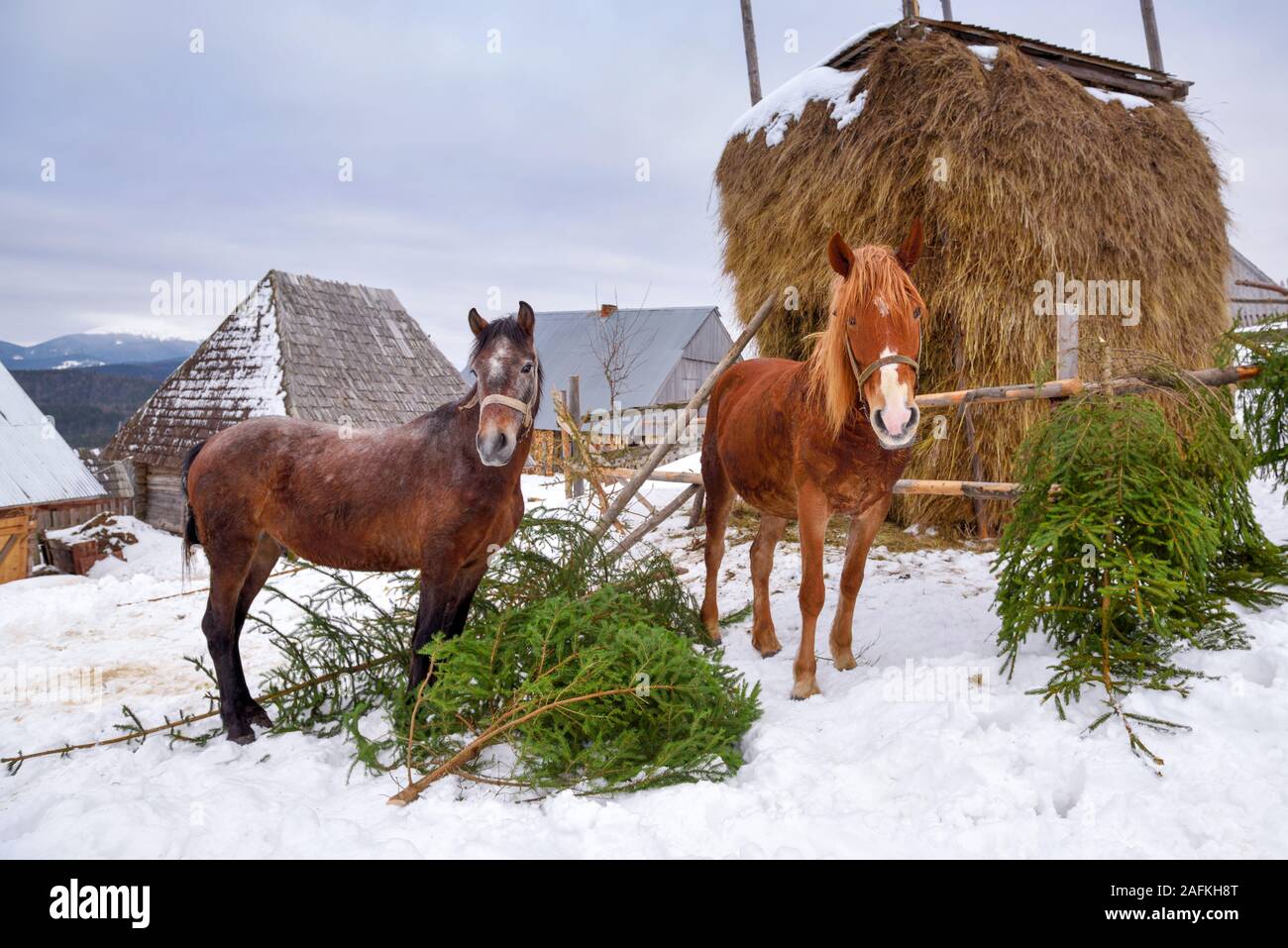 Die Pferde stehen in der Nähe einer Heu in einer verschneiten Wintertag Stockfoto