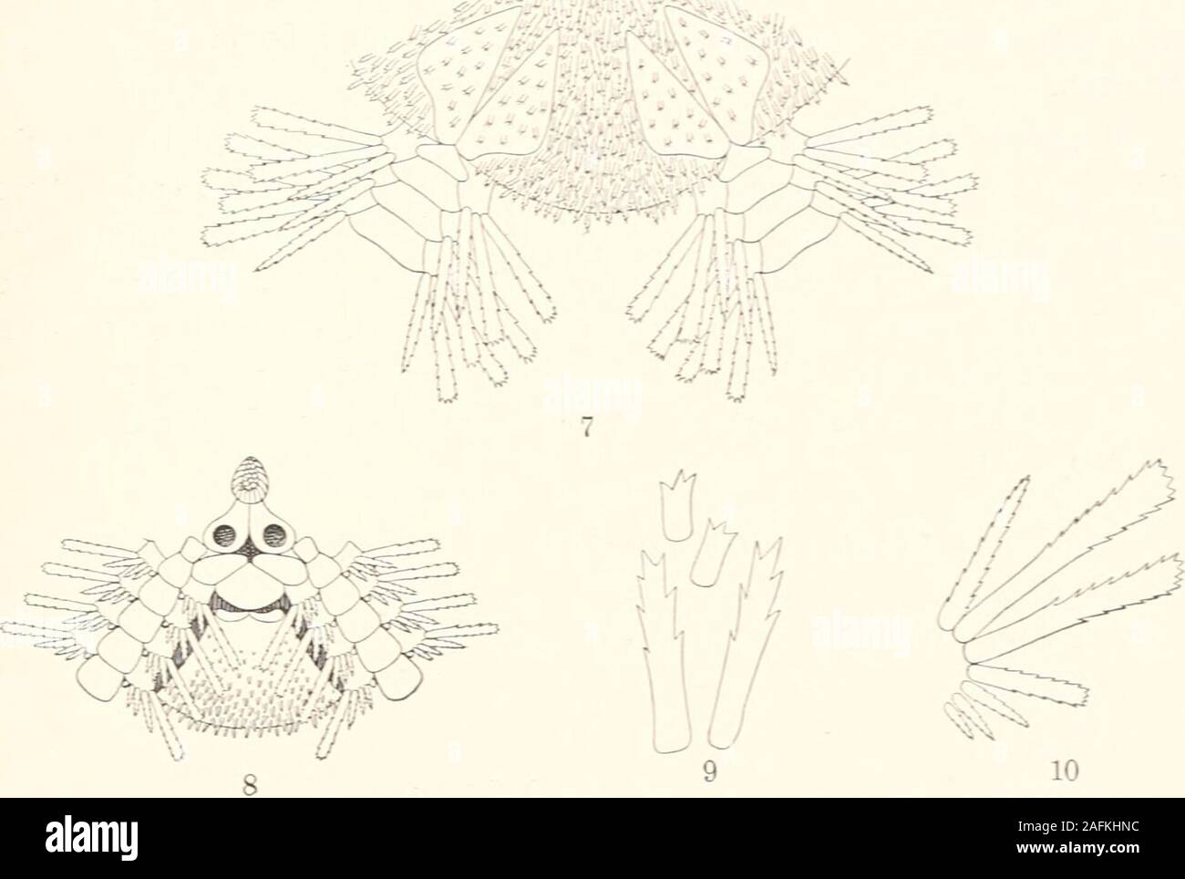 . Sterben Fauna Südwest - Australiens. Ergebnisse der Hamburger südwest-australischen Forschungsreise 1905. rminespar spinules quelques Tres courtes: QUELQUES-uns-de ces bätonnets sallongenten piquants assez Forts, Offrant dans Leur moitie externe-de grosse Denti - culations et qui se montrent seuls Vers la Peripherie du Disque. Lesboucliers radiaux sind tres Grands, triangulaires, contigus en Dehors etdivergents en dedans: Ils portent dans leur Region proximale quelquesbätonnets plus nombreux dans Texemplaire de Sharks Bay, * abondantsdans Lautre. Ophiuroidea - 251 La face ventrale du disque offr Stockfoto