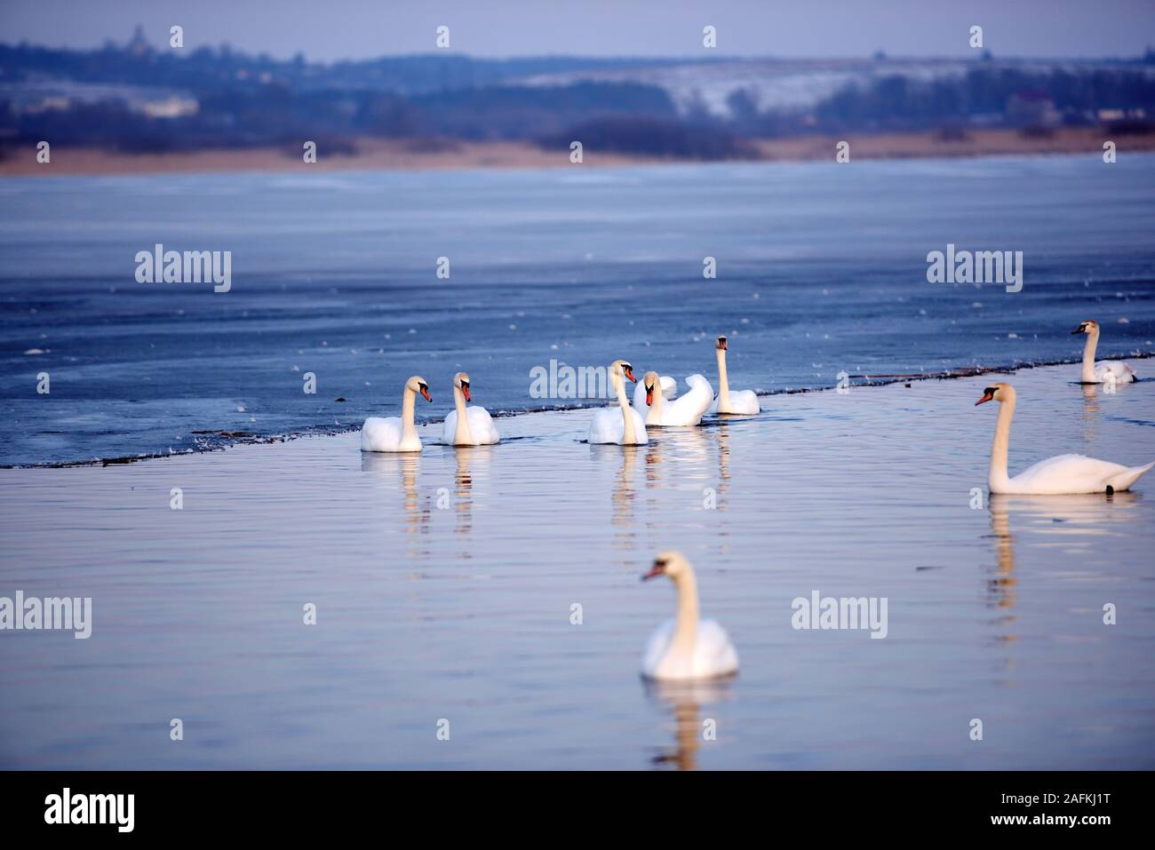 Schönen Schwäne schwimmen auf einem Nicht-einfrieren See Frühjahr Stockfoto