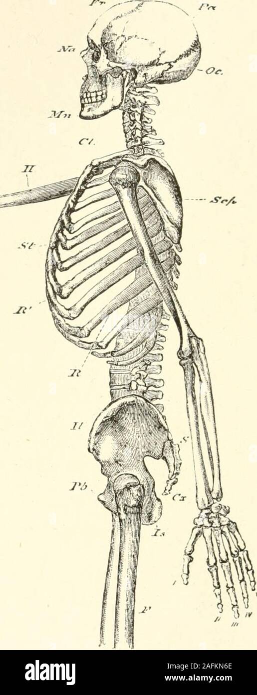 . Die Bibel und Wissenschaft. , Und wird durch die gebogene Knochen termedribs, die Ihnen verbunden sind, bilden zusammen asecond verlängert, aber weniger perfekten Kanal, in dem die vascularsystem enthalten ist, und die daher termedthe haemal Kanal. Die Wirbeltiere somit bestehen aus einem Doppel Kanal, und der theneural haemal, während alle anderen classeshave aber die einfache Canal, in denen das Nervensystem andvascular Systeme in gemeinsamen enthalten sind. Am vorderen Ende der Wirbelsäule, dem vertebraeundergo eine seltsame Veränderung, ihre Teile so verbreitet und verändert wie eine knöcherne Fall theskull zu bilden, Stockfoto