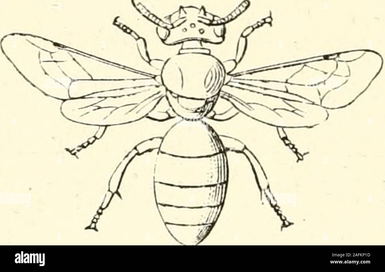 . Die Bibel und Wissenschaft. ext Klasse oder Insecta, haben ihre namefrom Ihre eigenartige Bildung abgeleitet, alle Mitglieder dieser Stamm wird in drei Segmente, thehead unterteilt, der thorax und das Abdomen. ^ Die letztere twoare manchmal durch einen bloßen Thread verbunden, so thatit W^Ould fast den Anschein, dass das Insekt cutin zwei worden war. Die Metamorphosen der Insekten, das Ei de-Entwicklung nicht in ein Insekt, sondern in eine Raupe orlarva, diese immer schlafend und scheinbar leblosen 154 ANNULOSA - IXSECTA. Während der Puppe oder Puppe Bühne, und diese Entwicklung in eine perfekte Insekt oder Imago sind zu gut k Stockfoto