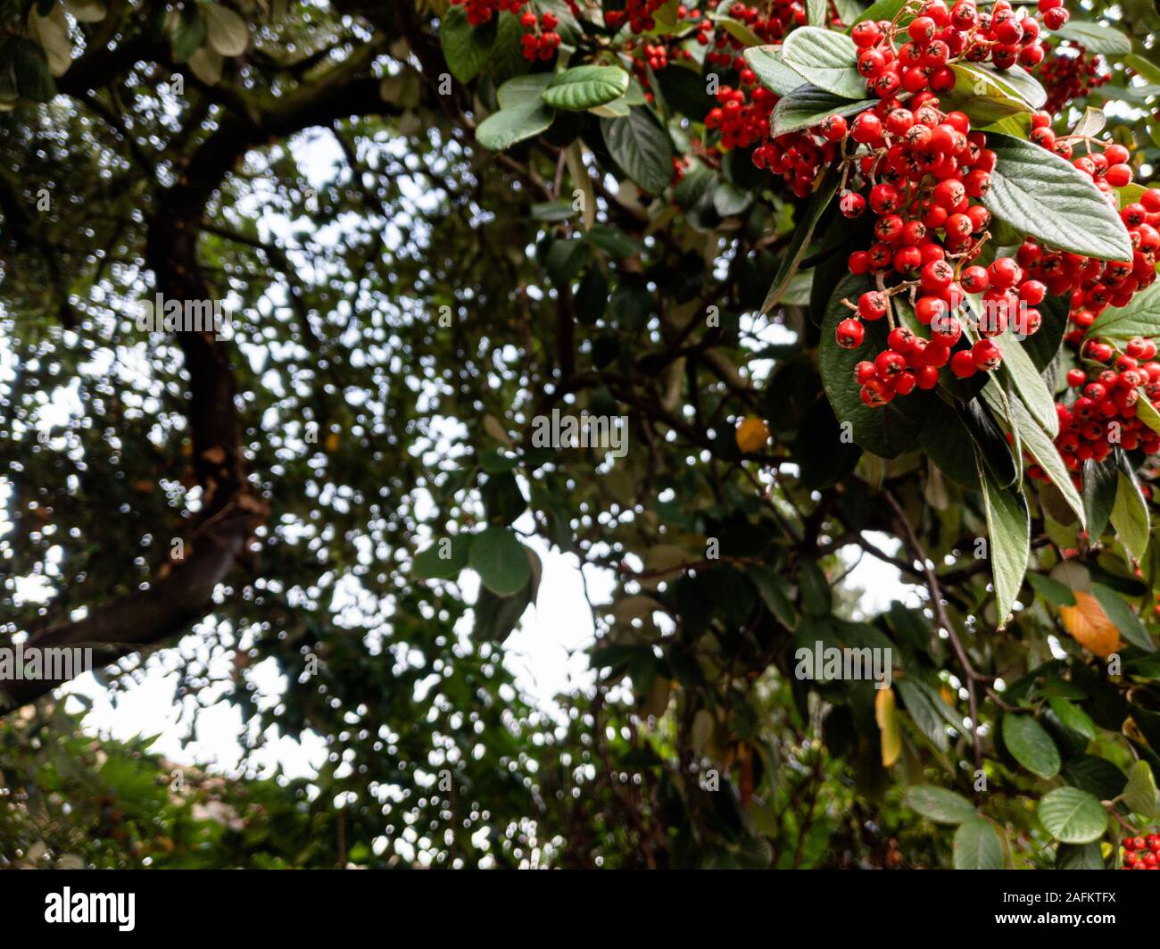 Nahaufnahme der Cotoneaster cornubia rote Beeren Stockfoto