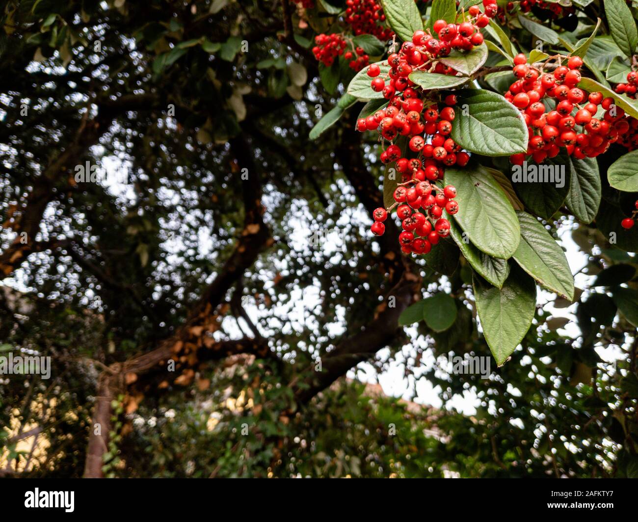 Nahaufnahme der Cotoneaster cornubia rote Beeren Stockfoto