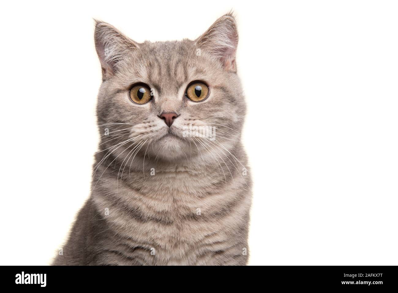 Porträt einer silber tabby Britisch Kurzhaar Katze in die Kamera auf einem weißen Hintergrund suchen Stockfoto