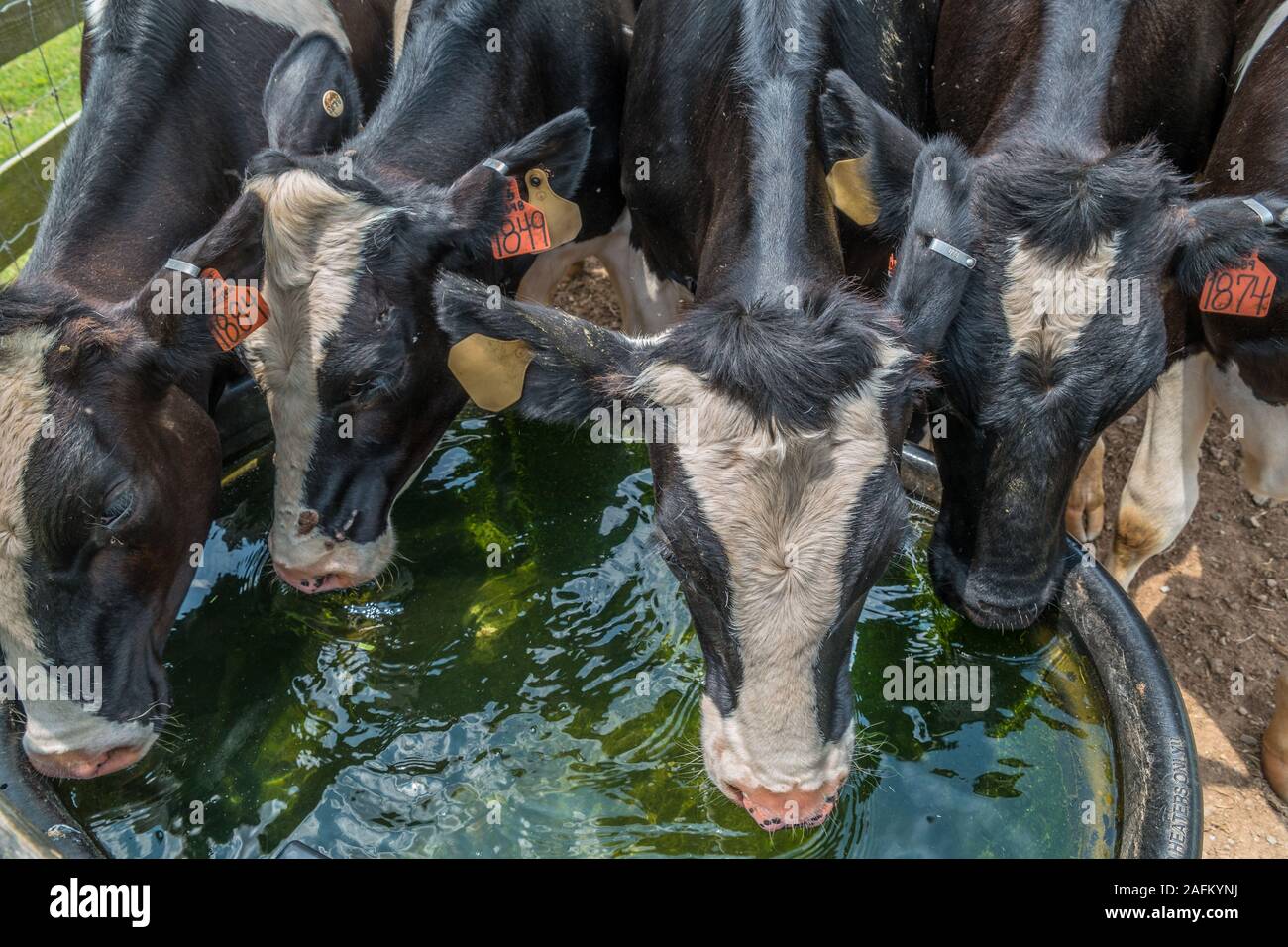 Eine Herde von durstige Kühe Trinkwasser zusammen closeup in einer Mulde an einem heissen Sommertag auf einem Bauernhof Stockfoto