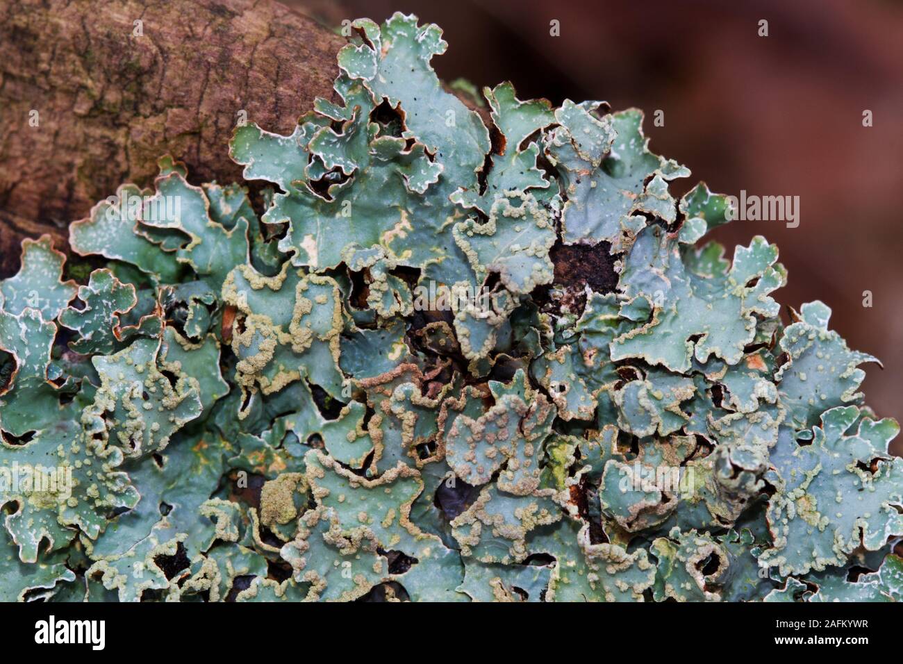 Nahaufnahme einer foliose Flechten, möglicherweise gehämmert Schild Flechten Stockfoto