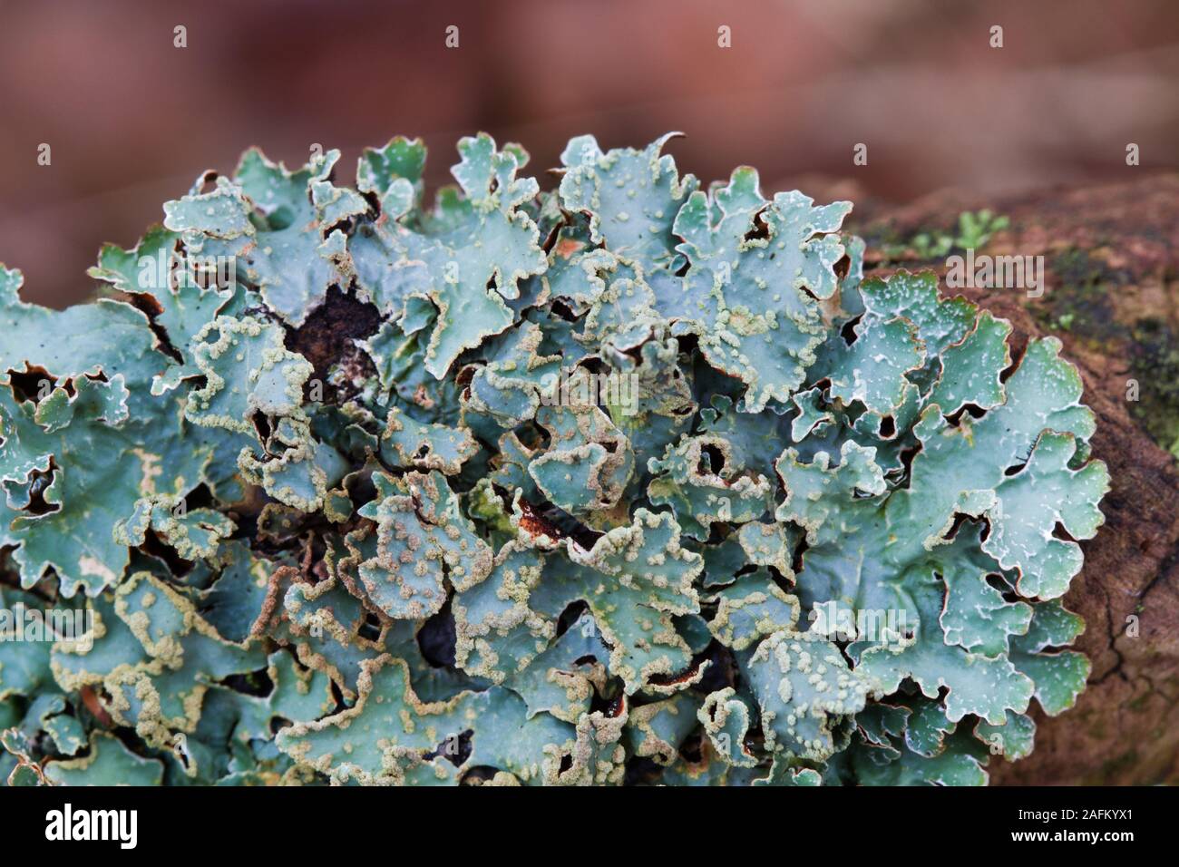 Nahaufnahme einer foliose Flechten, möglicherweise gehämmert Schild Flechten Stockfoto