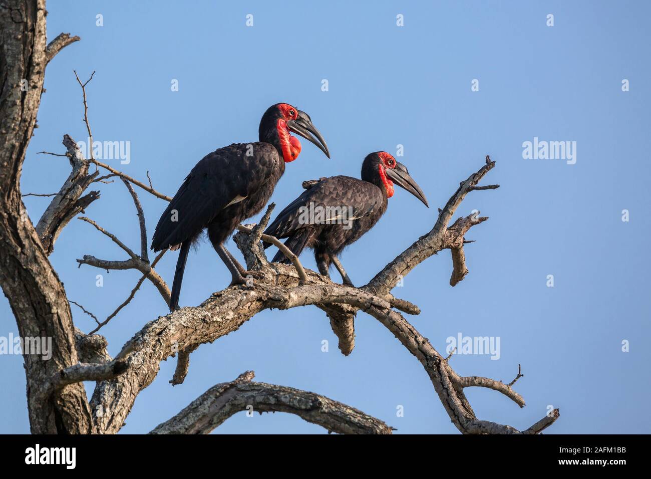 Südliche Hornrabe Paar in toten Baum im Krüger Nationalpark, Südafrika; Specie Bucorvus leadbeateri Familie der Bucerotidae Stockfoto