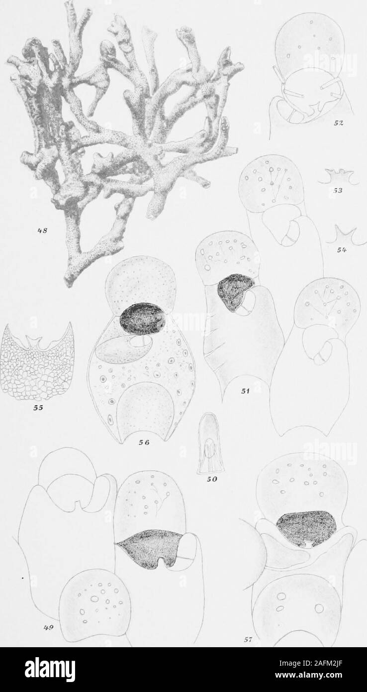 . Bericht des Zweiten norwegischen Arktis Expedition in die "Fram" 1898-1902... Nordg, Del. außer Abb. 38 Das Buther del. PI. Iv. PI. Iv. Abb. 48. SmiUina jeffreysi, Norman,^/s 1901, Gaasefjord, / ich - 49 - 50. Bhamphostomella plicata, Smitt, */, 1901, Renbugten. 49. Und Zooecia ooecia, */,.- 50, Unterkiefer, V^. 51. Bhampliotomella hincksi, Nordg., n. nom., ^-^ 1901, Renbugten, Zooeciaand Ooecia, ^^li. 52 - 55. Lobenz Bhamphostomella spinigera,, /, 1901, Renbugten. 52. Ocecium und dem vorderen Teil des Zooec,^^/i 53 - 54. Verschiedene Formen der mündlichen denticle. s,^^/i auf. 55. Ornamente auf der frontalen Wand o Stockfoto