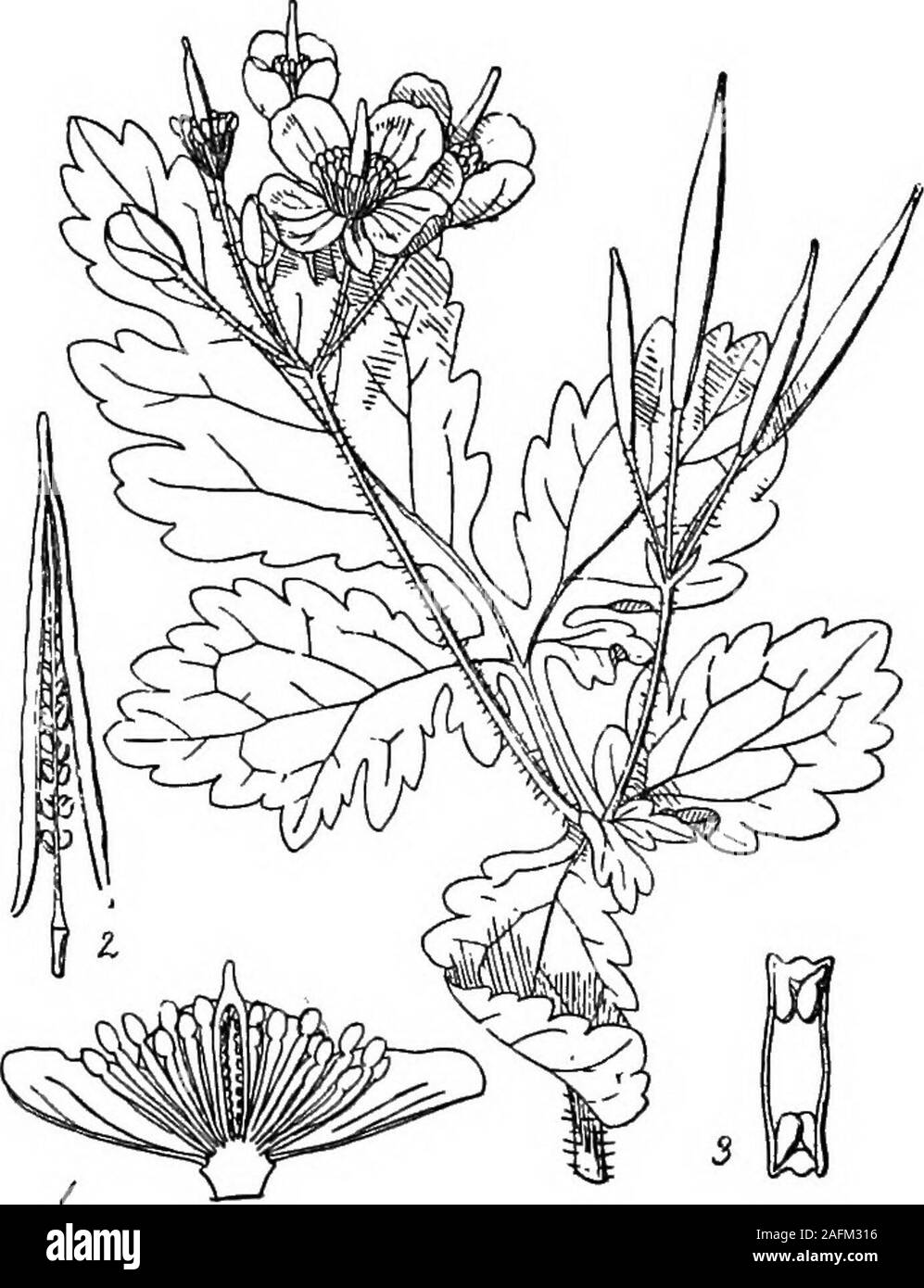 . Die cyclopedia der modernen Landwirtschaft und der ländlichen Wirtschaft, von der die meisten sehr geehrte Autoritäten und Spezialisten unter der Schriftleitung von Professor R. Patrick Wright... von der Zeder des Libanon in der Lage durch seine Mehr rasche Wachstum, sein mehr aufrechter Wuchs, undder weniger Branchen, die nicht hängend sind likethose der Deodar. In Großbritannien die steifen ex-tremities der Äste im allgemeinen Neigung sharplyupwards, und die wichtigsten - Schießen remainserect. Alle diese drei Arten produzieren germinableseed während warme Jahre in England. Seedssown im April mit einer Abdeckung von etwa der Hälfte aninch von Schimmel kommen Stockfoto