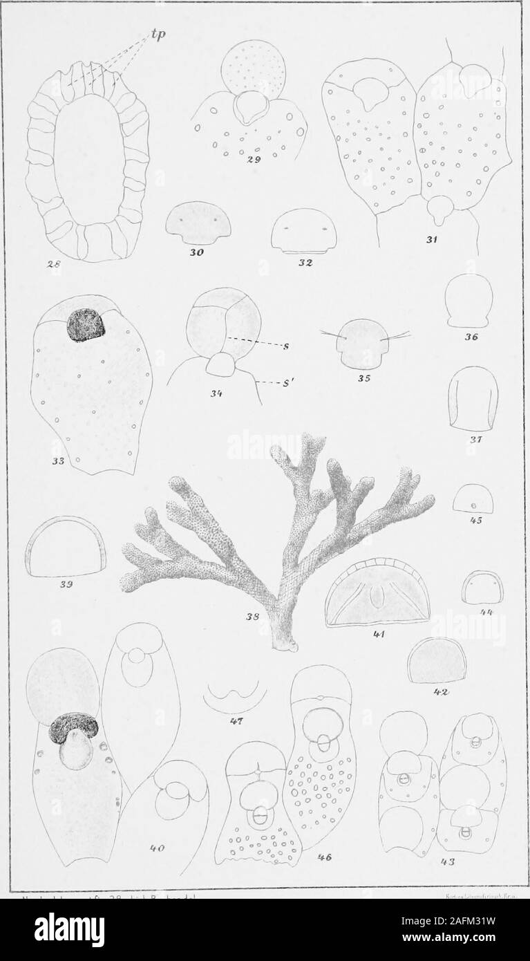 . Bericht des Zweiten norwegischen Arktis Expedition in die "Fram" 1898-1902... ooBC, */,. 30. Operculum,*^/,. 31 - 32. Sinuosa Scliisoporella, Busk,^/j 1899, Digermulen, Lofoten. - 31. Zoo 3 cia, / ich. - 32. Operculum, "VI. - 33 - 35. Eschara suturata, Nordg., n. sp.,^Z, 1901, nördlich von Kap Lands End. 33. Zocecium,^/,. 34. Ooecium, s und s sind sutural Linien,^^/i auf. 35. Operculum,*^/i auf. - 36 - 37. Eschara Mpposus, Smitt, / - 1901, Ytre Gaasefjord. 36. Mündliche Aperture,^^/,. 37. Operculum,®/Ich. 38. Porella saccata. Busk,^/^ 1900, Vinterhavnen,/i - 39. Porella plana, Hincks, W1900, Vinterhavnen, Operculu Stockfoto