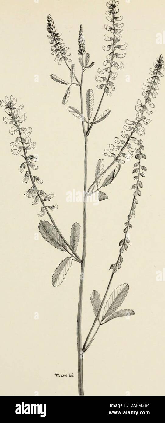 . Die honigbiene: ein Handbuch der Anweisung in der Imkerei. .-./^ Esparcet oder esparsette (Onobrychissativa 1, x, 8, 4, Teile der Blüte; 5, Pod; 6,! Saatgut Bui. 1, neue Serie, Div. der Entomologie, US Abt. der Landwirtschaft. Platte V,. Xttaxx isi Steinklee oder honigklee (Melilotus alba). Bui. 1, neue Serie, Div. Von Er. Torr. oiogy, US Abt. der Ag PLATTE VI. Stockfoto