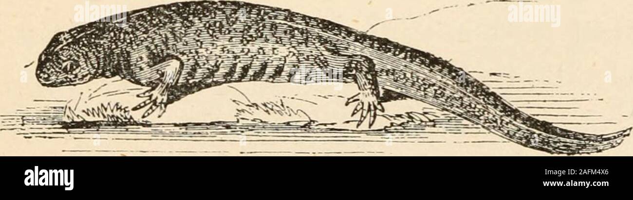 . Unsere Reptilien und Amphibien; schlicht und einfach die Eidechsen, Schlangen, Molche, Kröten, Frösche und Schildkröten indigenen nach Großbritannien. r unter dem Hals sehr unauffällig; themale in der Brutzeit mit einem Kamm, der ständig läuft von der Oberseite des Kopfes * Der Zoologe, s. 4 o 55 eingerichtet. Gemeinsame TEICHMOLCH OK EFT. 1^9 entlang der Schwanz, ariden regelmäßig geschmückt ist auf itsedge. Die oberen Teile sind von einem leichten bräunlich-grau, Inklinierende für Olivenöl; gelblich unter, immer - Helles orange im Frühjahr, über und über mit runden, schwarz, ungleiche Flecken; auf den Kopf der Spots formabout Stockfoto
