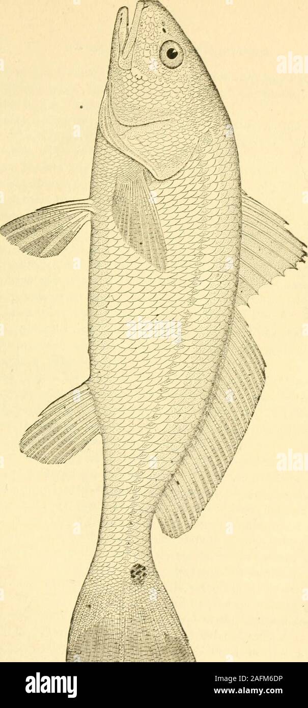 . Die Fische im östlichen Atlantik Küste, die mit Haken und Linie gefangen sind. Für Angler an der Küste Floridas, - Von der opentvay von Kämpfen, wenn der Angler hat hundert Yards der gute Linie onhis Haspel, und wird nicht ungeduldig, er ist ziemlich sicher, dass der seine Fische töten, bis zu 40 Pfund. Die hand-line Fischer, Werke von maink. Irength ist apt die Grossen zu verlieren. Die gleiche Art von Angriff, die in den nördlichen Gewässern für stripedbass verwendet wird, antworten gut für die roten Bass, mit der Ausnahme, dass ein senkblei eines ortwo Unzen Gewicht hier in Gießen von der Haspel verwendet wird, und es ist nicht nötig, gut zu verwenden oder de Stockfoto