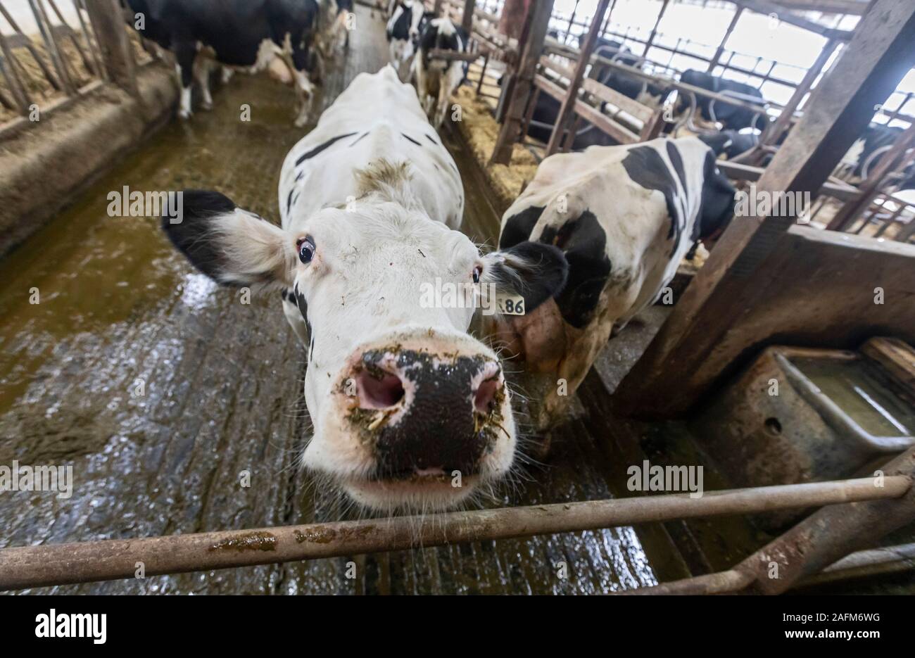 Omro, Wisconsin - Knigge Bauernhöfe, ein Milchviehbetrieb mit automatisierten Melkmaschinen. Eine Kuh erwartet seine Umdrehung in der Lely Astronaut automatisierten Melken Stall. Stockfoto