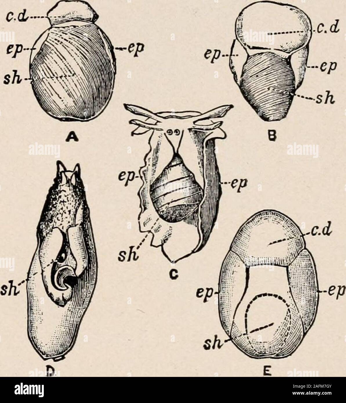 . Einführung in die Zoologie; ein Leitfaden für die Untersuchung von Tieren, für die Verwendung von weiterführenden Schulen;. Abb. 149. - Darstellung der Transi- form in der Shell von certainOpisthobranchs, aus dem pointedspiral auf die Fast tiat Platte. Die G, Aplysia; //, limax. auf verschiedenen Skalen erstellt. FromCooke, mollusca. Das GESCHOSS UND IM ALLIIERTEN 168. C.d ep-und Gewächshäuser. Vor allem in Europa, Limax agrestishas oft verwüsteten Felder der jungen Triebe; diese speciesis besonders gern Knollenpflanzen. Da scheinbar eine Shell die Slug scheint zu bean aberrante Gastropode. Sonstige Flächen Meeresschnecken Stockfoto