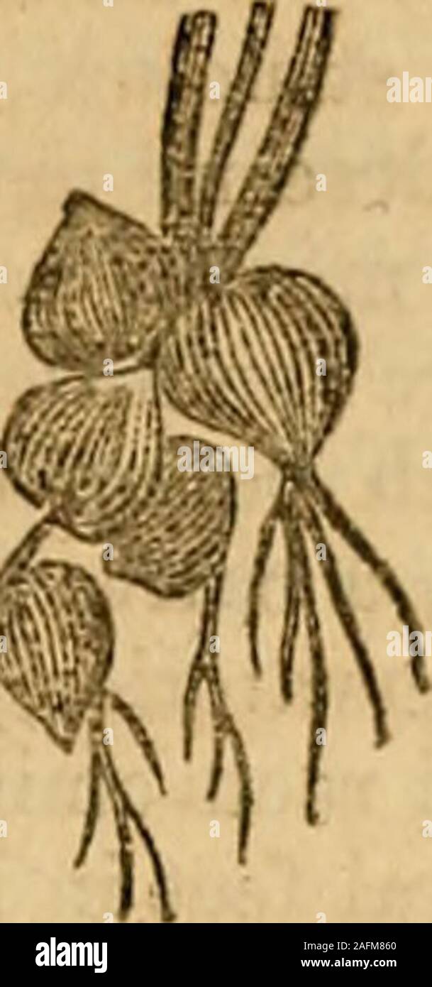 . Der Botanische Class-Book und Flora von Pennsylvania. 30. Fasciculated Root, Abb. 12. Dies ist eine Vielzahl faserige ofthe root mit einigen seiner Fasern verdickt, wie in des Endstückscrowfoot (Ranuncidus,) Peonia, &c. 37. Tuberöse Root, Abb. 13. Diese besteht aus einer Anzahl der fleischigen Knöpfe oder Knollen, an der Basis amongthe Fasern entfernt. Ex. Orchis. Knollen, die Knospen, wie aathe Kartoffel und Artischocken, ehemals klassifizierten wrere amongtuberous Wurzeln, sondern sind jetzt unter Stiele eingestuft. 38. Granulierte Root, Abb. 14. Dies ist eine Vielzahl ofs, er knötchenförmige Wurzel, die aus kleinen Knollen oder Knoten wachsenden LUFTWURZELN. 17 in Stockfoto