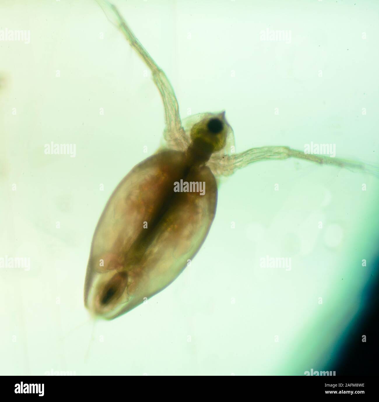 Ruderfußkrebse sind eine Gruppe von kleinen Krebstieren in fast jedem Süßwasser und Salzwasser Lebensraum gefunden. Einige Arten ernähren sich von Plankton (treiben im Meer). Stockfoto