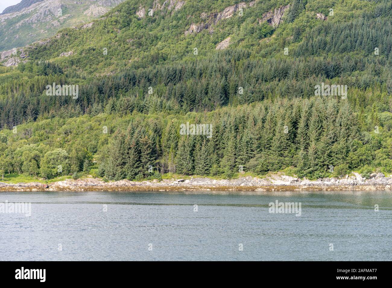 Fjordlandschaft mit Tannenholz am Ufer und Fjord Wasser glühen, unter hellen Sommer Licht in der Nähe von Nesna, Stigfjord, Norwegen Schuß Stockfoto