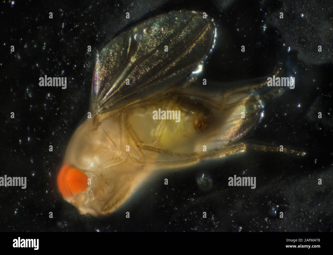 D. Melanogaster ist in der Regel die in der Forschung verwendet werden, weil es leicht im Labor gezüchtet werden kann, hat nur vier Paare von Chromosomen, Rassen schnell, Stockfoto