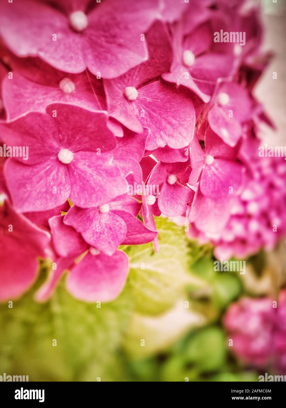 Makro Detail rosa Hortensie Blume Stockfoto