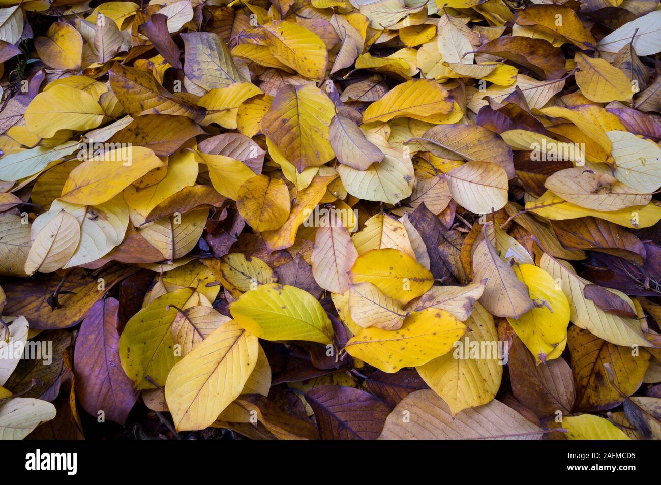 Herbst Blätter auf dem Boden im Nordwesten Stockfoto