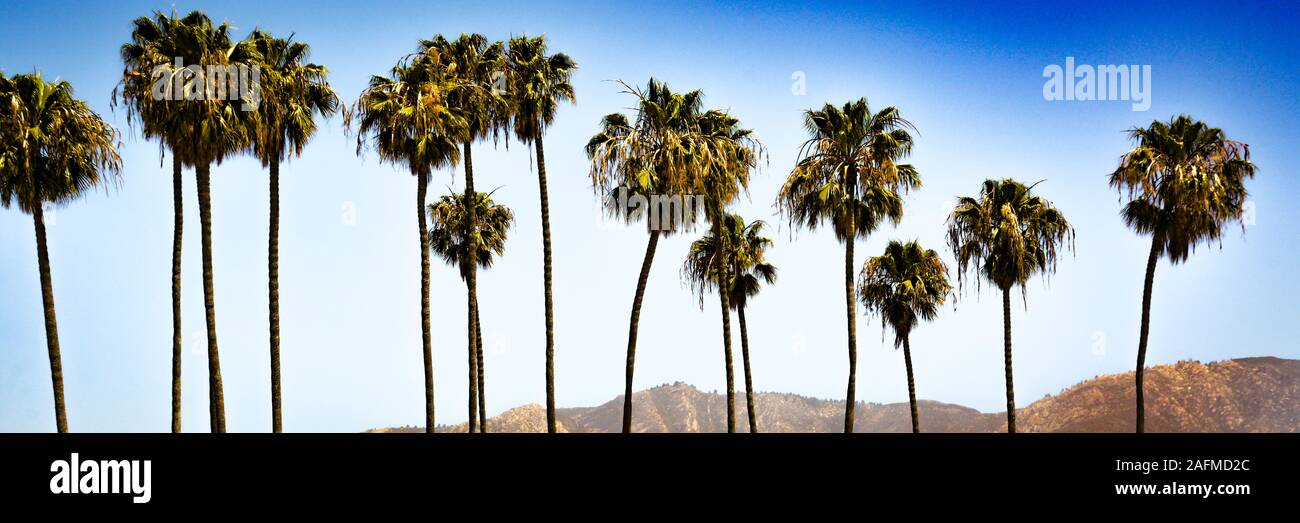 Ein Panoramablick auf das Format von 15 hohen Palmen vor blauem Himmel und der Oberseite der Santa Ynez Mountains als Kulisse in Santa Barbara, CA, USA Stockfoto