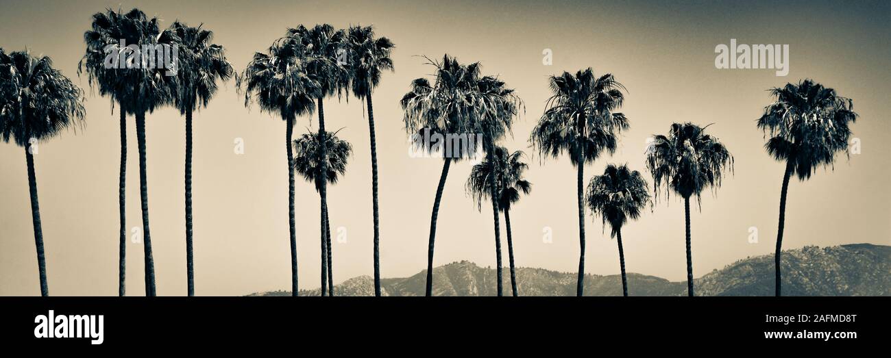 Ein Panoramablick mit 15 hohen Palmen am Himmel und dem Gipfel des Santa Ynez Gebirges als Kulisse in Santa Barbara, CA, in Sepia-Ton Stockfoto