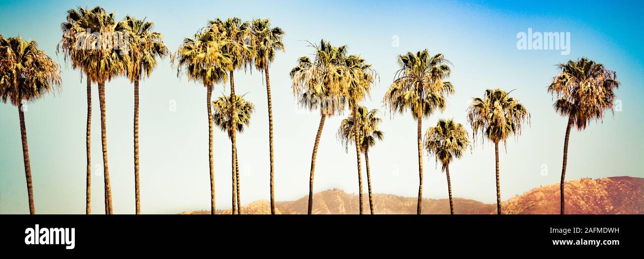 Ein Panoramablick auf das Format von 15 hohen Palmen vor blauem Himmel und der Oberseite der Santa Ynez Mountains als Kulisse in Santa Barbara, CA, USA Stockfoto