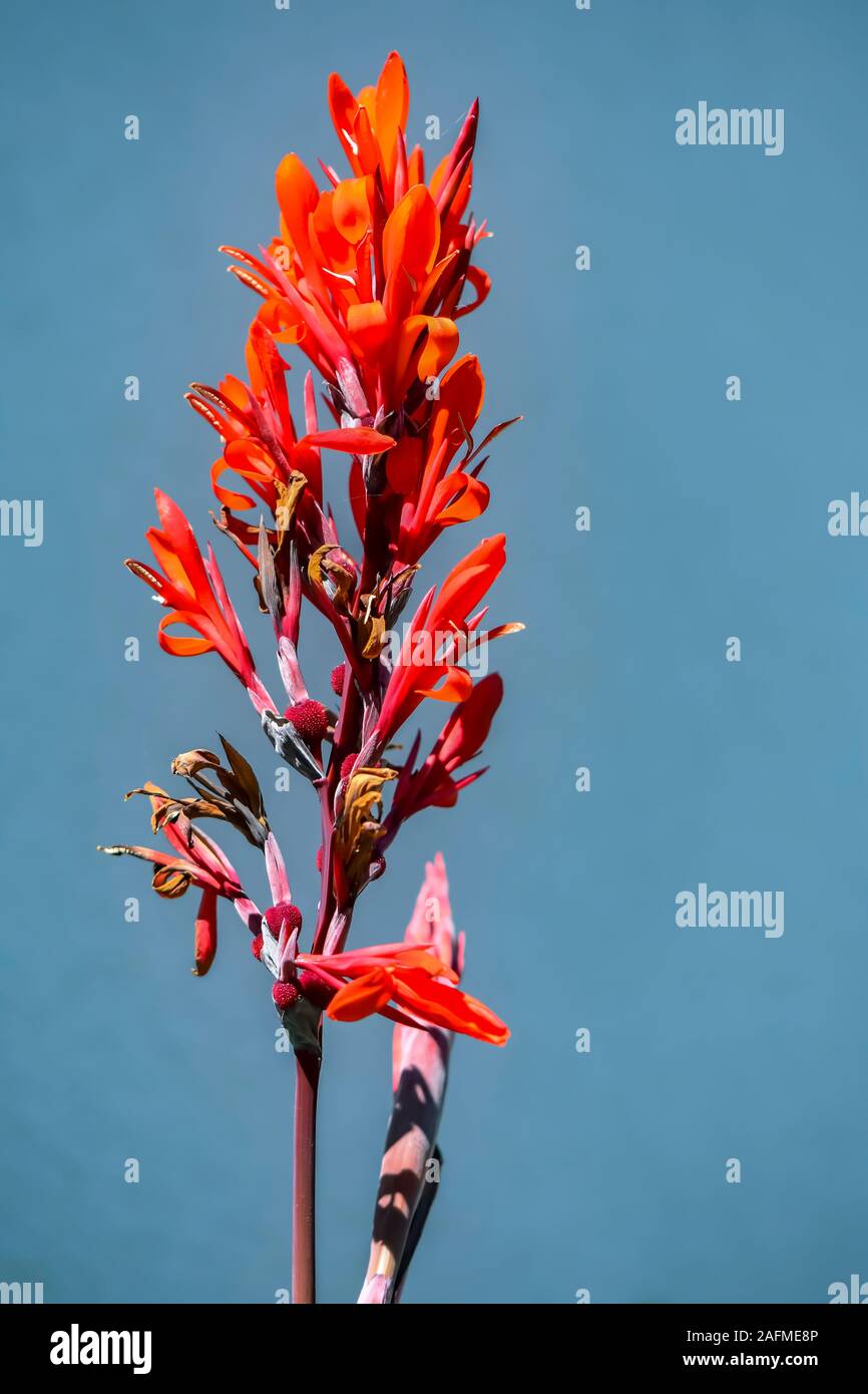 Detail Schuß eines Canna (Canna indica) mit feurigen roten Blätter. Stockfoto