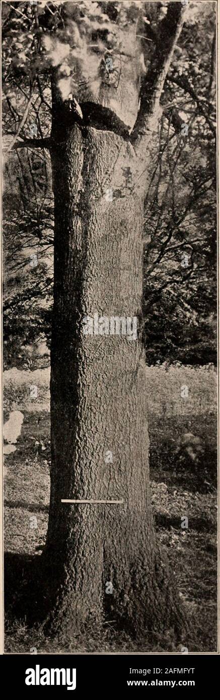 . Handbuch der Bäume im nördlichen Staaten und Kanada östlich der Rocky Mountains. Foto - beschreibend. Hügel Eiche. NORTHERN PIN OAK. Quercus ellipsoidalis E. J. Hill. Stockfoto