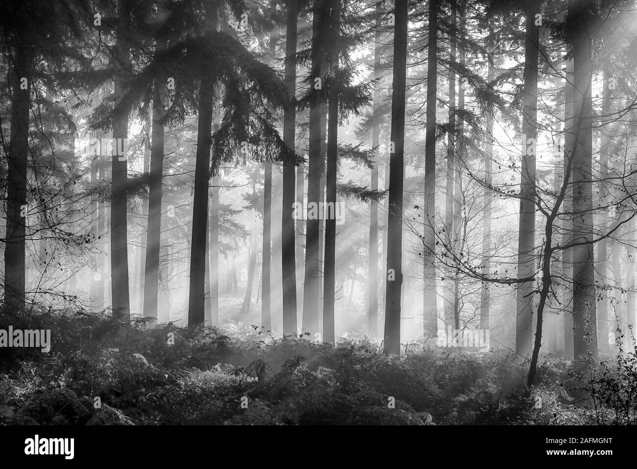 Morgen Waldland Licht Stockfoto